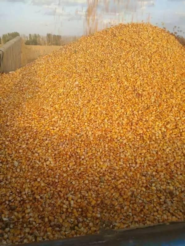 谷王cc40玉米收获机,cf50籽粒直收机 助力农业生产